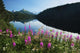 Scenic View Of Auke Lake On A Clear Day With Fireweed Wall Mural