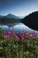 Scenic View Of Auke Lake On A Clear Day With Fireweed Wall Mural