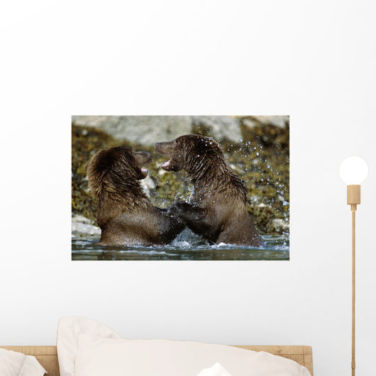 Two Brown Bears Fighting In River Geographic Harbor Ak Sw Summer Wall Mural