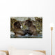 Two Brown Bears Fighting In River Geographic Harbor Ak Sw Summer Wall Mural