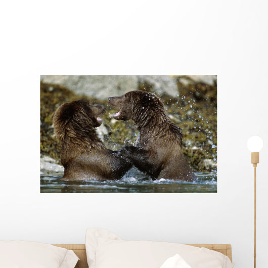 Two Brown Bears Fighting In River Geographic Harbor Ak Sw Summer Wall Mural