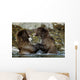 Two Brown Bears Fighting In River Geographic Harbor Ak Sw Summer Wall Mural