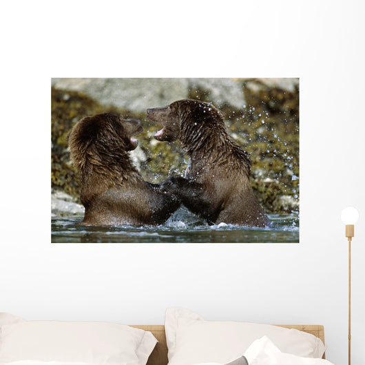 Two Brown Bears Fighting In River Geographic Harbor Ak Sw Summer Wall Mural