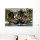 Two Brown Bears Fighting In River Geographic Harbor Ak Sw Summer Wall Mural
