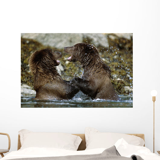 Two Brown Bears Fighting In River Geographic Harbor Ak Sw Summer Wall Mural