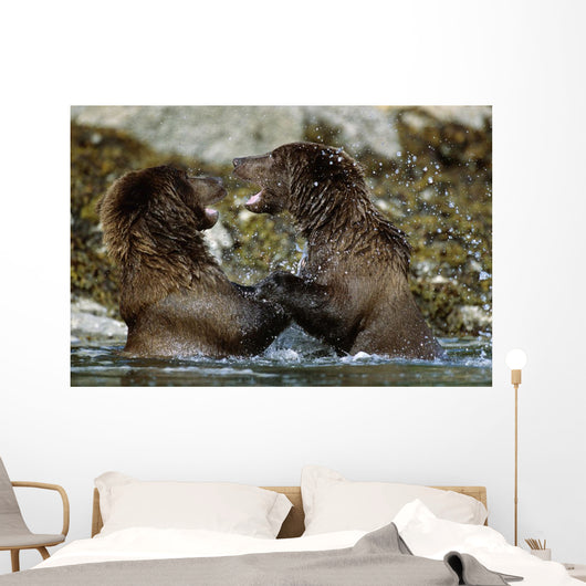Two Brown Bears Fighting In River Geographic Harbor Ak Sw Summer Wall Mural