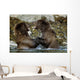 Two Brown Bears Fighting In River Geographic Harbor Ak Sw Summer Wall Mural