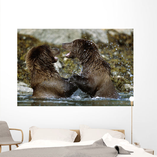 Two Brown Bears Fighting In River Geographic Harbor Ak Sw Summer Wall Mural