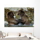 Two Brown Bears Fighting In River Geographic Harbor Ak Sw Summer Wall Mural
