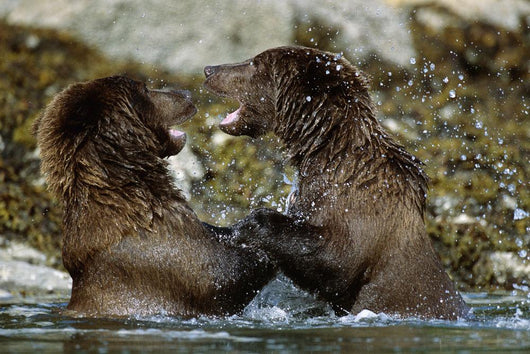 Two Brown Bears Fighting In River Geographic Harbor Ak Sw Summer Wall Mural