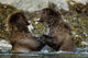 Two Brown Bears Fighting In River Geographic Harbor Ak Sw Summer Wall Mural