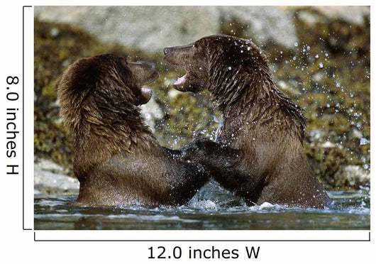 Two Brown Bears Fighting In River Geographic Harbor Ak Sw Summer Wall Mural
