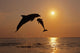 Pair Of Bottle Nose Dolphins Jumping At Sunset Wall Mural