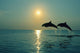 Pair Of Bottle Nose Dolphins Jumping At Sunset Wall Mural