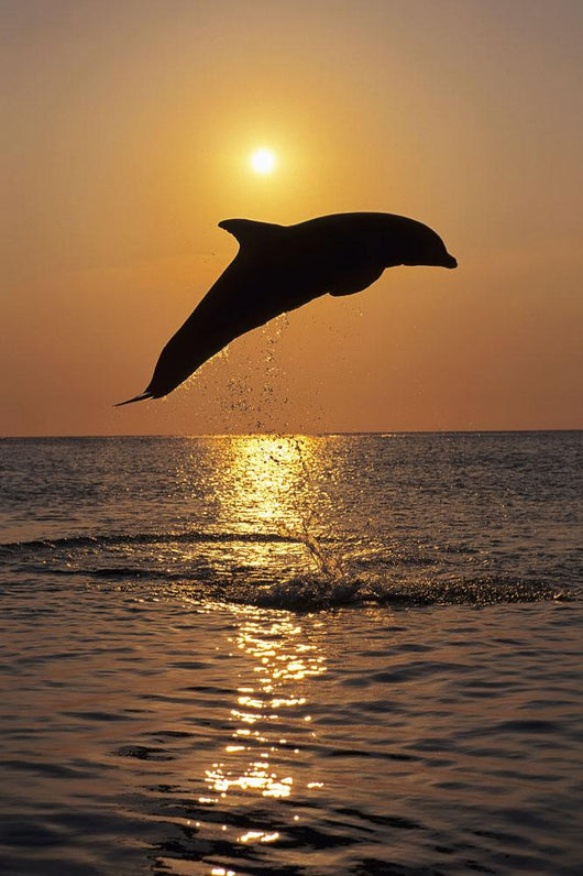 Bottle Nose Dolphin Jumping At Sunset Wall Mural