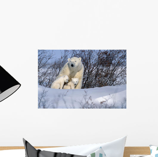 Polar Bear Sow & Cubs Resting In Snow Churchill Canada Wall Mural