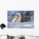 Polar Bear Sow & Cubs Resting In Snow Churchill Canada Wall Mural