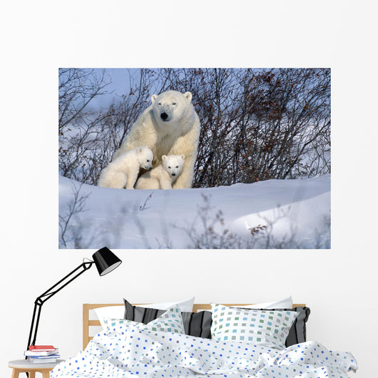 Polar Bear Sow & Cubs Resting In Snow Churchill Canada Wall Mural