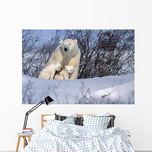 Polar Bear Sow & Cubs Resting In Snow Churchill Canada Wall Mural