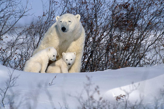 Polar Bear Sow & Cubs Resting In Snow Churchill Canada Wall Mural