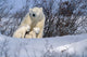Polar Bear Sow & Cubs Resting In Snow Churchill Canada Wall Mural