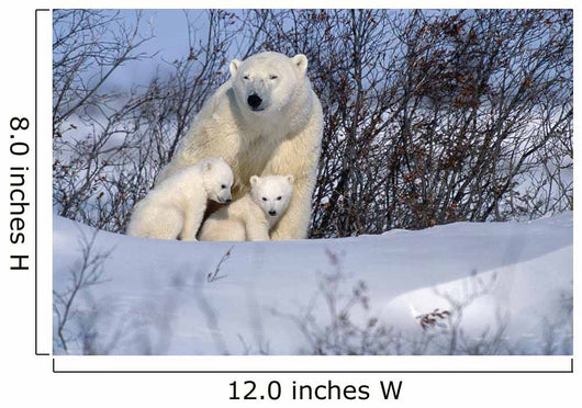 Polar Bear Sow & Cubs Resting In Snow Churchill Canada Wall Mural