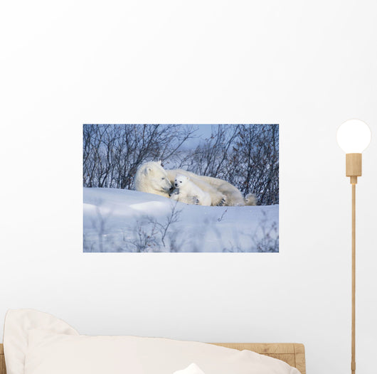 Polar Bear Sow & Cubs Resting In Snow Churchill Canada Wall Mural