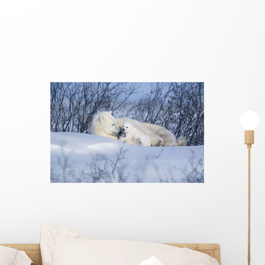 Polar Bear Sow & Cubs Resting In Snow Churchill Canada Wall Mural