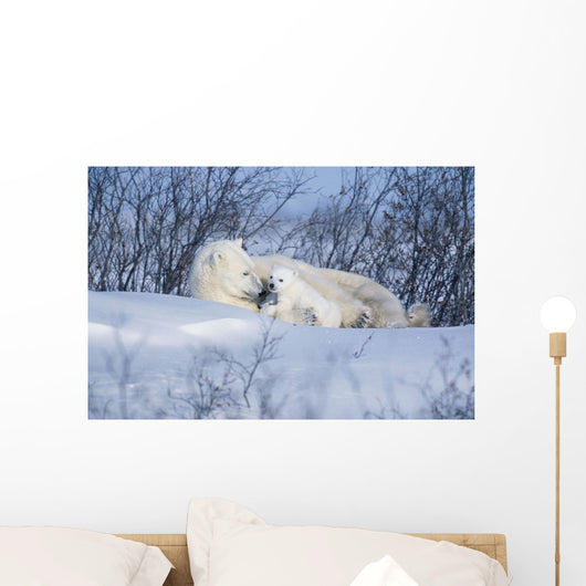 Polar Bear Sow & Cubs Resting In Snow Churchill Canada Wall Mural