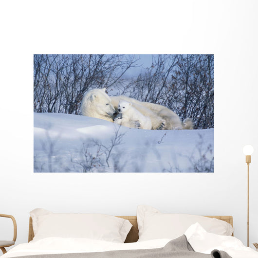 Polar Bear Sow & Cubs Resting In Snow Churchill Canada Wall Mural
