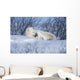 Polar Bear Sow & Cubs Resting In Snow Churchill Canada Wall Mural