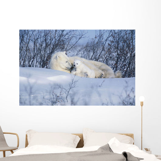 Polar Bear Sow & Cubs Resting In Snow Churchill Canada Wall Mural