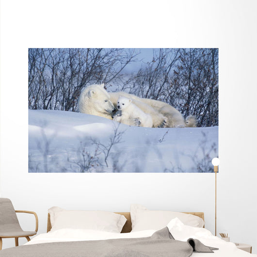 Polar Bear Sow & Cubs Resting In Snow Churchill Canada Wall Mural