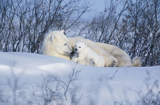 Polar Bear Sow & Cubs Resting In Snow Churchill Canada Wall Mural