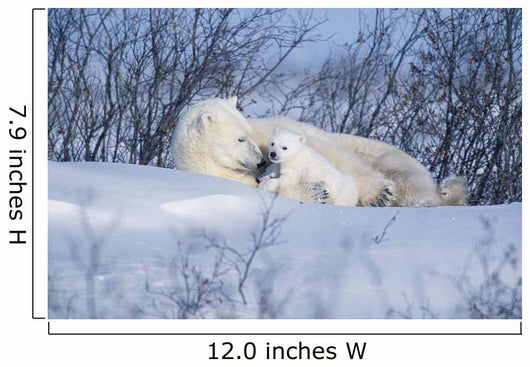 Polar Bear Sow & Cubs Resting In Snow Churchill Canada Wall Mural