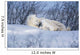 Polar Bear Sow & Cubs Resting In Snow Churchill Canada Wall Mural