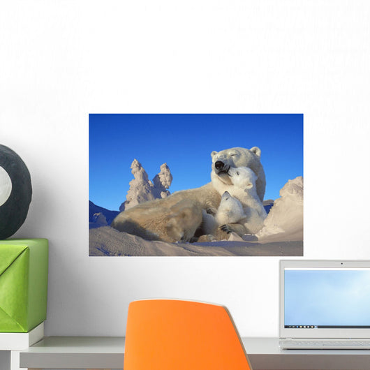 Polar Bear Sow & Cubs Resting In Snow Churchill Canada Composite Wall Mural
