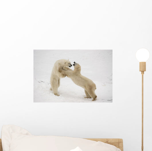 Polar Bears Play Fighting At Churchill, Manitoba, Canada Wall Mural