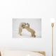 Polar Bears Play Fighting At Churchill, Manitoba, Canada Wall Mural
