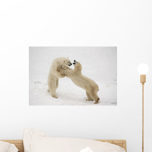 Polar Bears Play Fighting At Churchill, Manitoba, Canada Wall Mural