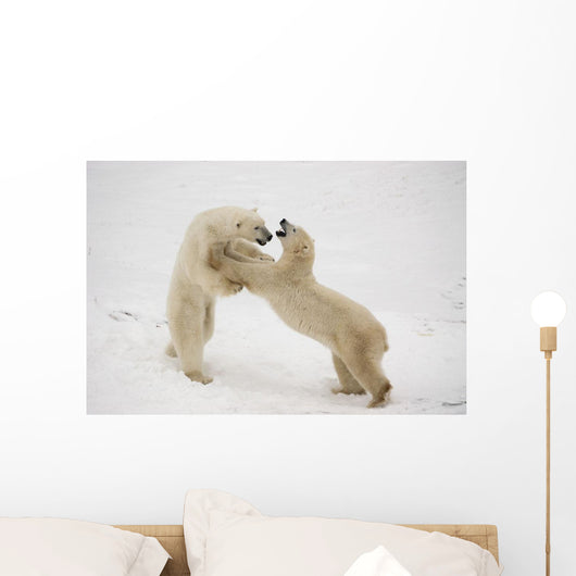 Polar Bears Play Fighting At Churchill, Manitoba, Canada Wall Mural