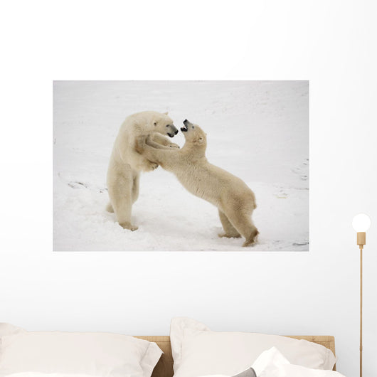Polar Bears Play Fighting At Churchill, Manitoba, Canada Wall Mural