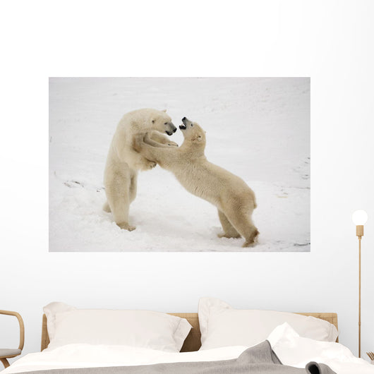 Polar Bears Play Fighting At Churchill, Manitoba, Canada Wall Mural