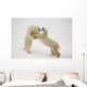 Polar Bears Play Fighting At Churchill, Manitoba, Canada Wall Mural