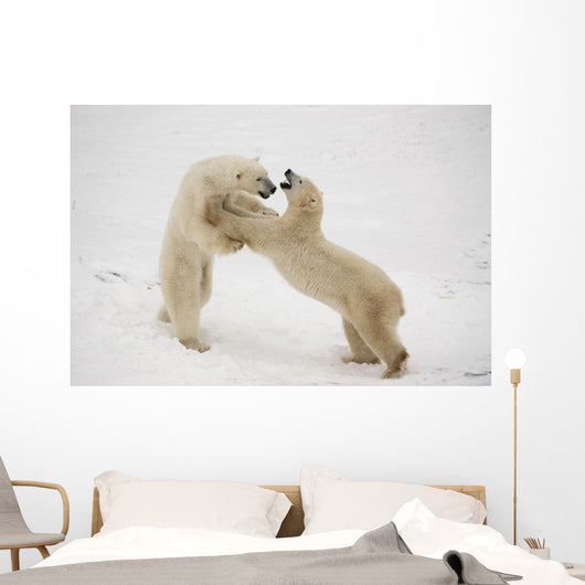 Polar Bears Play Fighting At Churchill, Manitoba, Canada Wall Mural