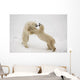 Polar Bears Play Fighting At Churchill, Manitoba, Canada Wall Mural