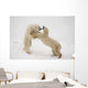 Polar Bears Play Fighting At Churchill, Manitoba, Canada Wall Mural