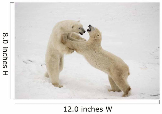 Polar Bears Play Fighting At Churchill, Manitoba, Canada Wall Mural
