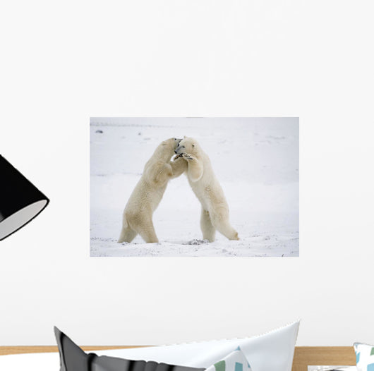 Polar Bears On Hind Feet Play Fighting At Churchill, Manitoba, Canada Wall Mural