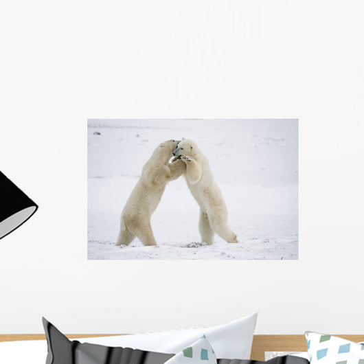 Polar Bears On Hind Feet Play Fighting At Churchill, Manitoba, Canada Wall Mural